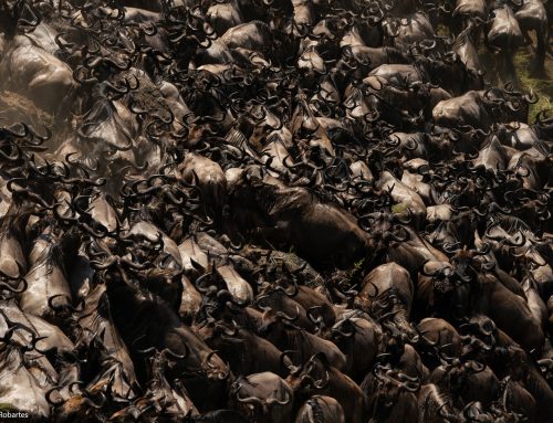 Great Migration Safari