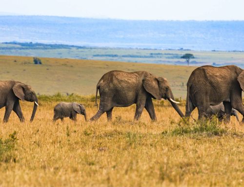 Great Migration and Big Five: Can You See Both on One Safari?