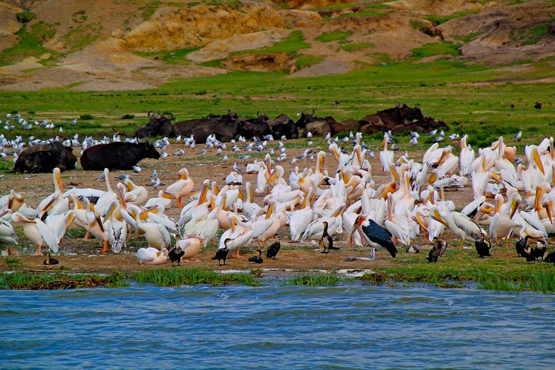 Great Migration and Bird Watching