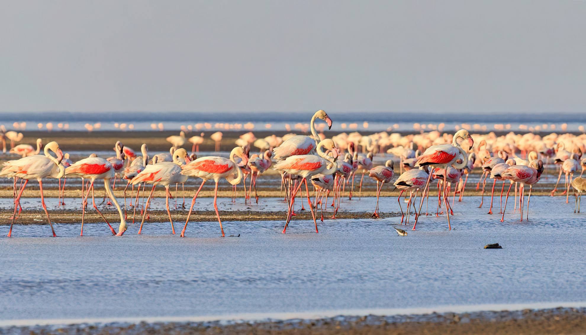 Great Migration and Lake Natron