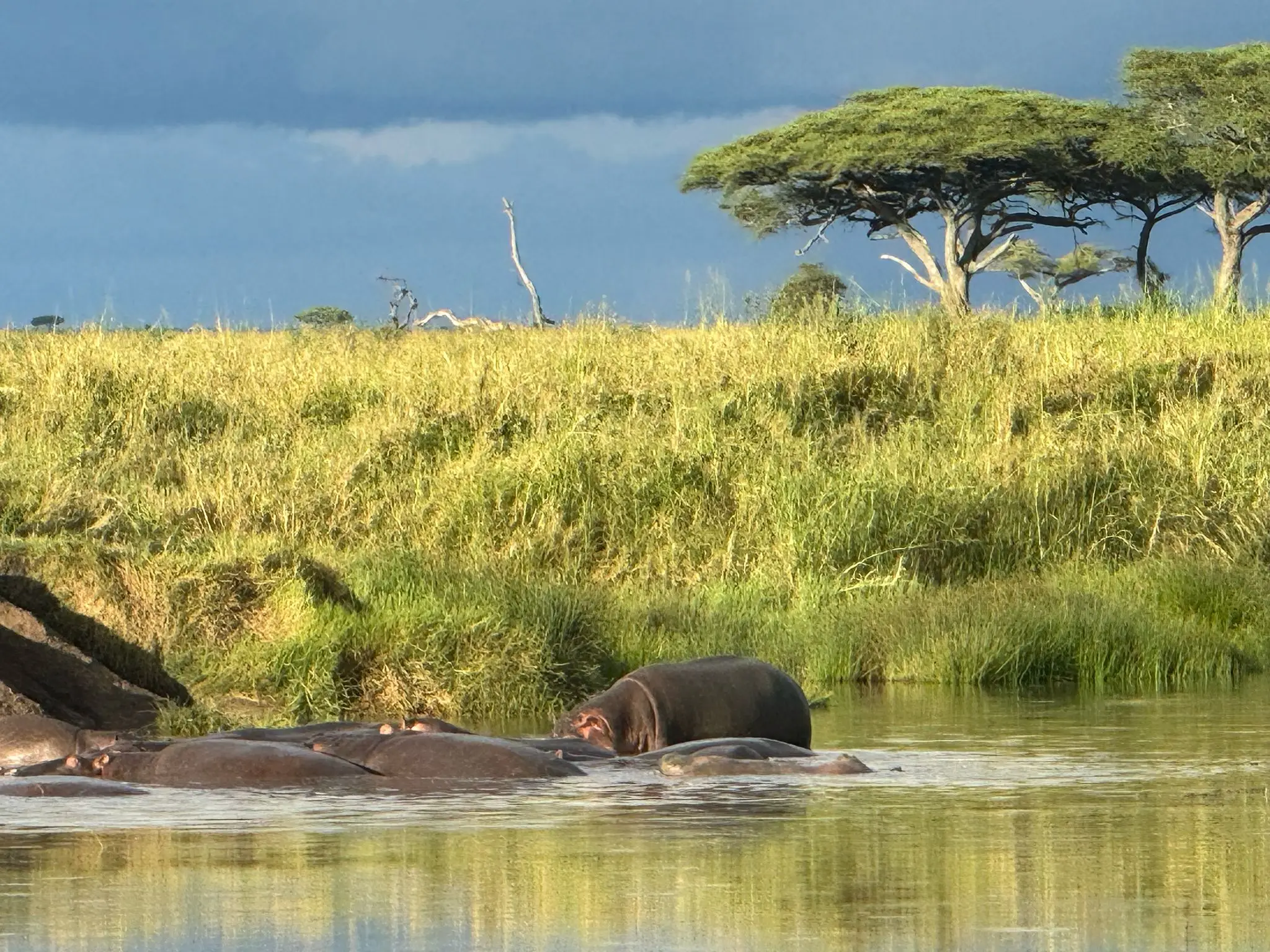 Luxury Great Migration Safari