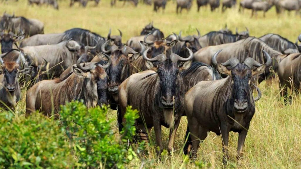 Masai Mara Conservancies for the Great Migration
