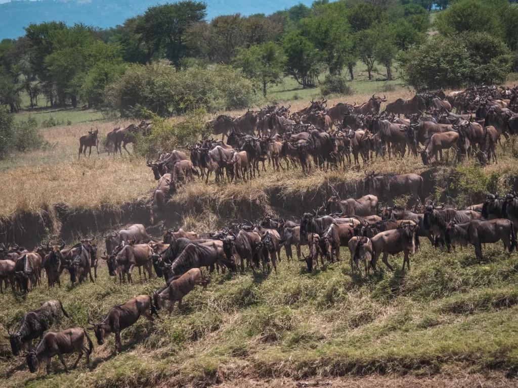 Masai Mara Conservancies for the Great Migration