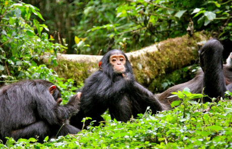 Day 16: Return to Arusha – Departure After breakfast, return to Arusha, marking the end of your multi-country safari adventure. Transfer to Kilimanjaro International Airport for departure, concluding your 16-day Uganda, Rwanda, and Tanzania safari filled with unforgettable wildlife and cultural experiences.