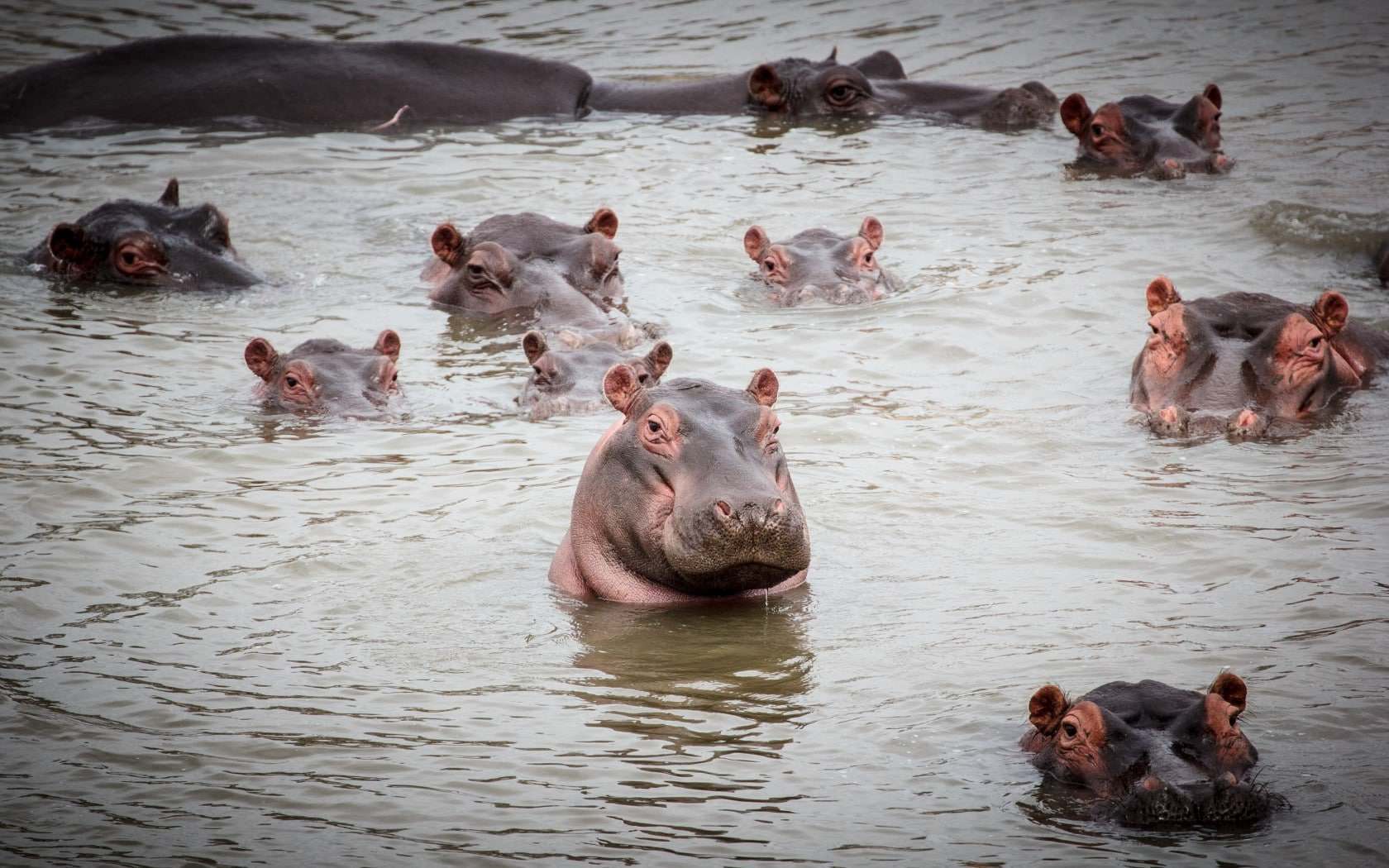 Swimming Hippos and River Crossings