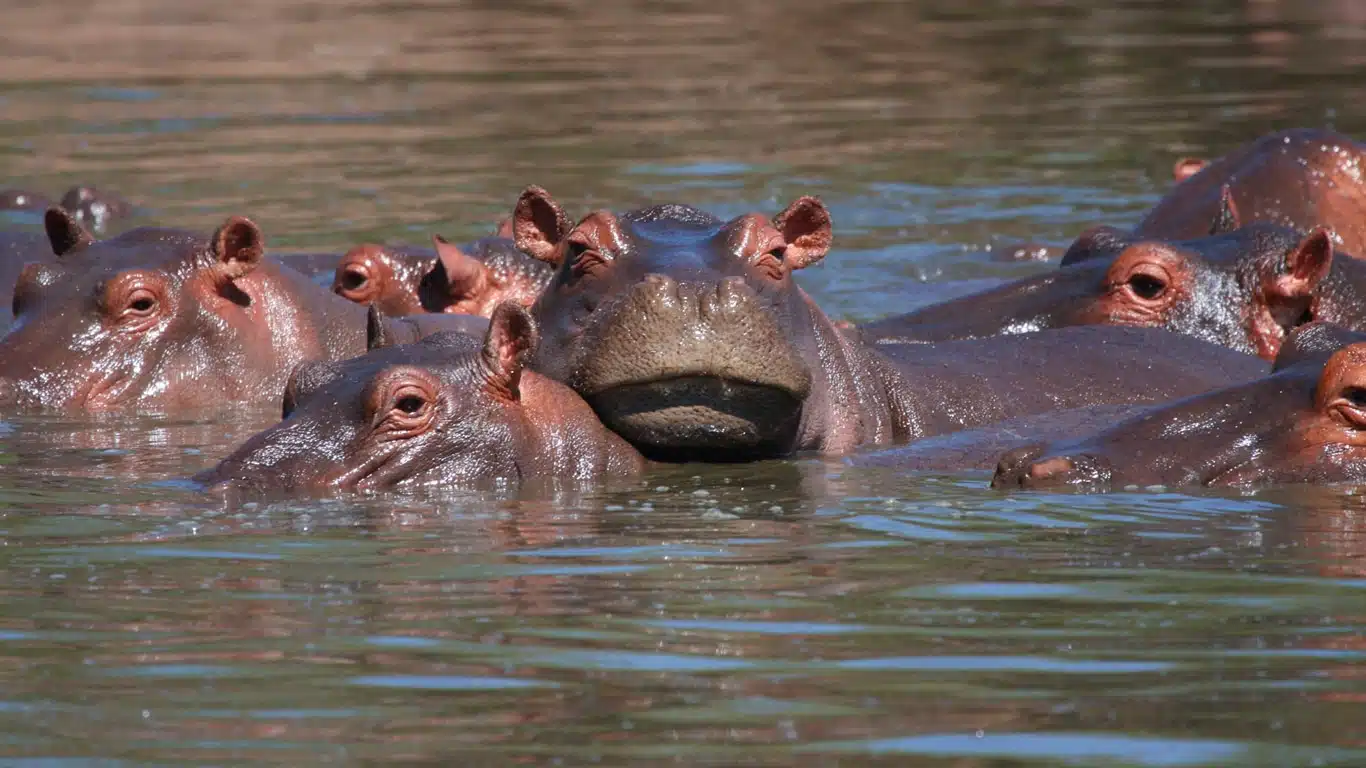 Swimming Hippos and River Crossings