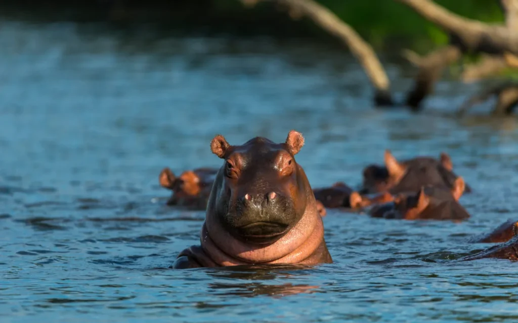 Swimming Hippos and River Crossings