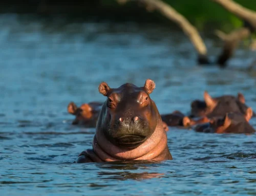 Swimming Hippos and River Crossings
