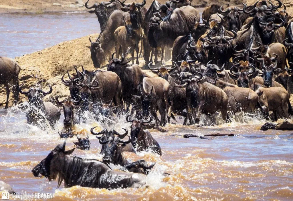 How to See the Great Migration in 4 Days