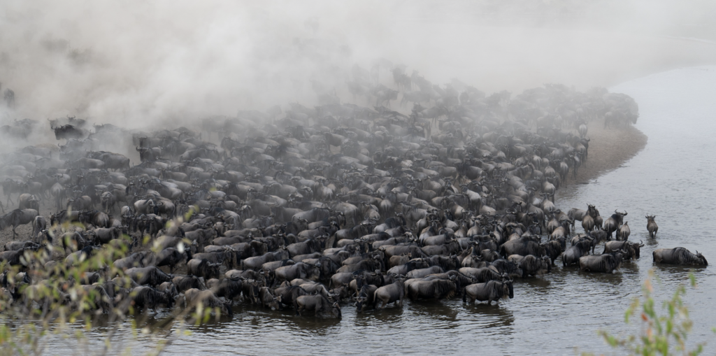 Great Migration2