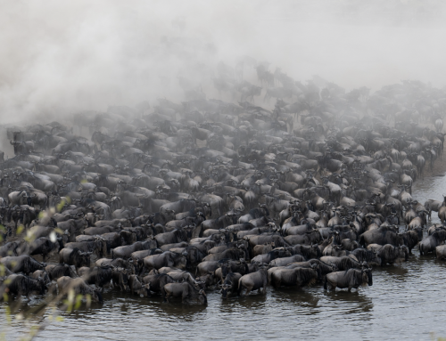 The Great Migration: Africa’s Greatest Wildlife Adventure