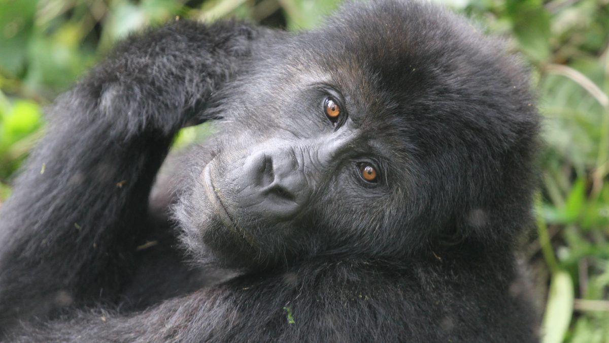 Eight hikers in mud, watching a silverback gorilla sit calmly in bamboo forest.