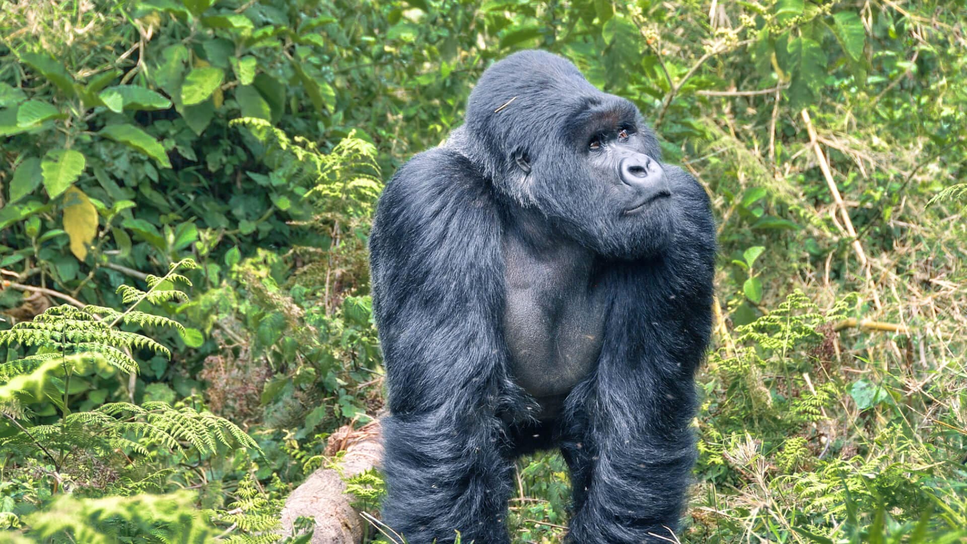 Travelers observing mountain gorillas during immersive habituation experience deep inside Bwindi forest.