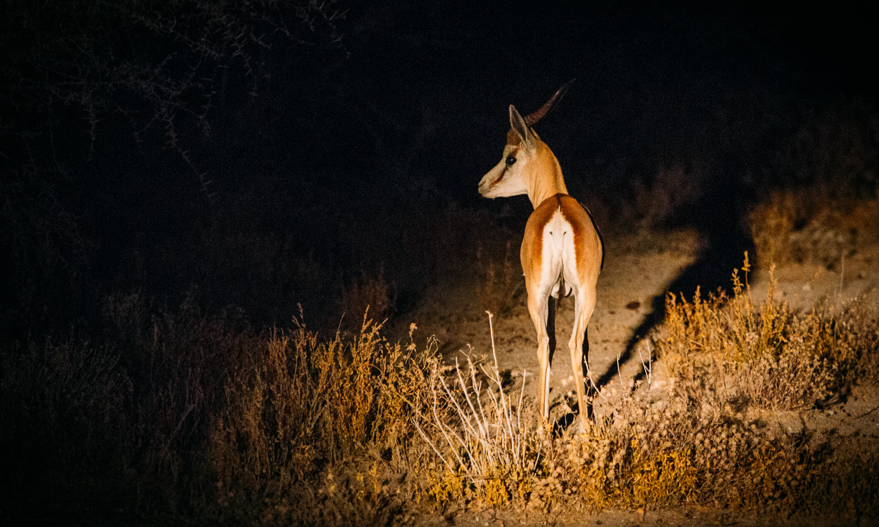 Uganda Night Game Drives