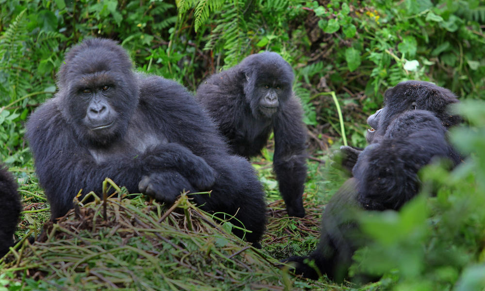 Gorilla habituation experience permit allowing extended gorilla observation in Bwindi forest Uganda.