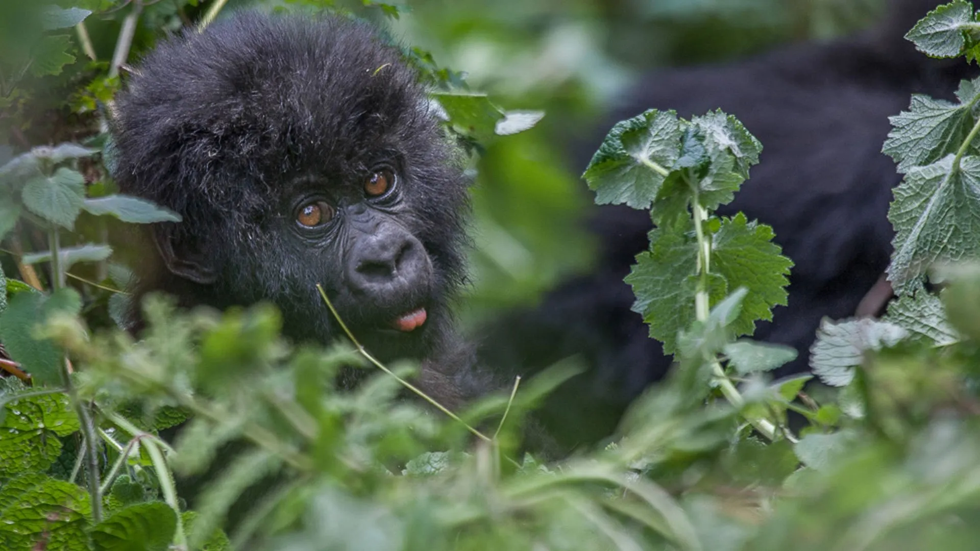 Uganda Beyond the Gorillas