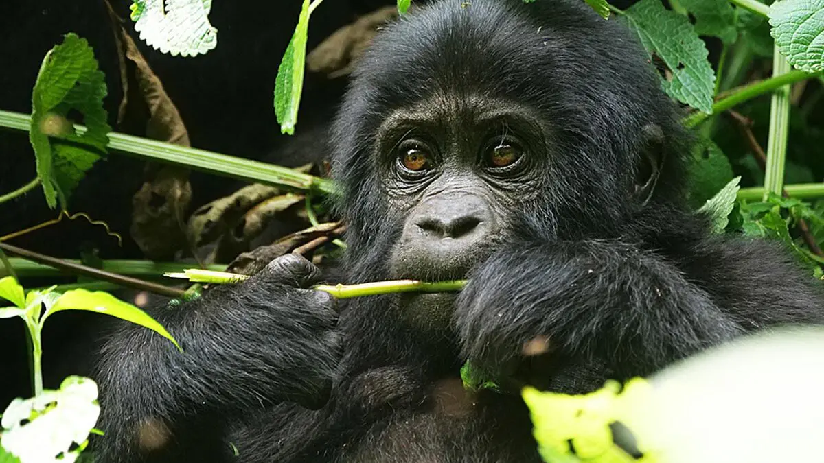 Gorilla trekking permits cost explained through conservation, tourism limits, and protection efforts.