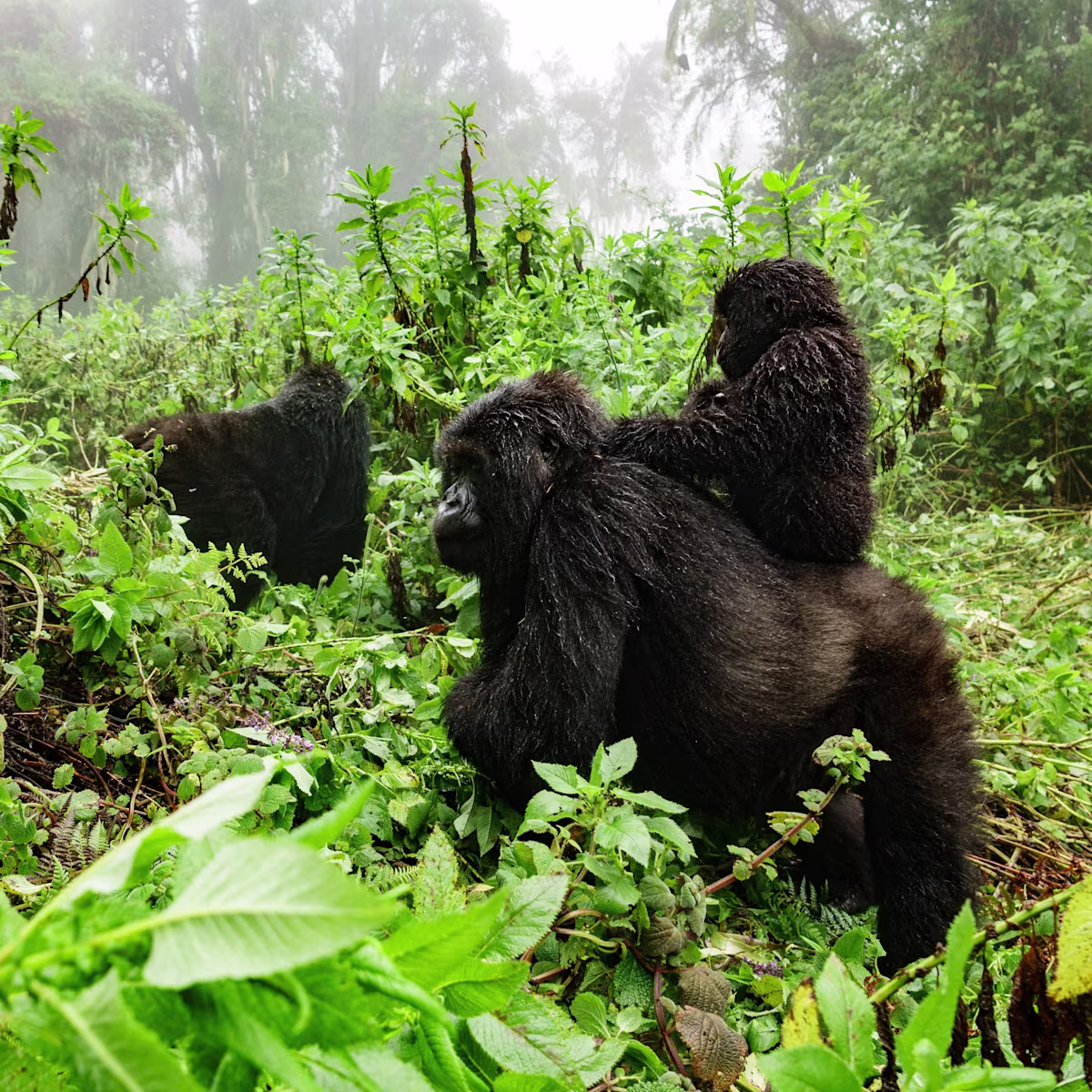 Gorilla Habituation Experience Uganda