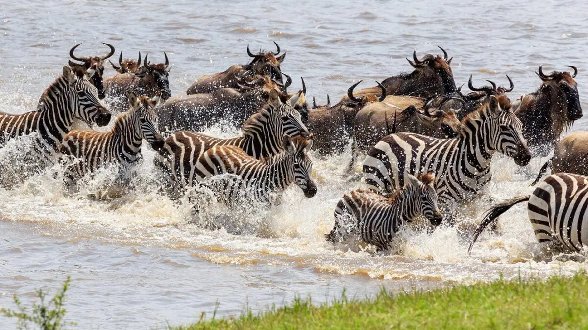 Best Time to Visit Tanzania for a Safari
