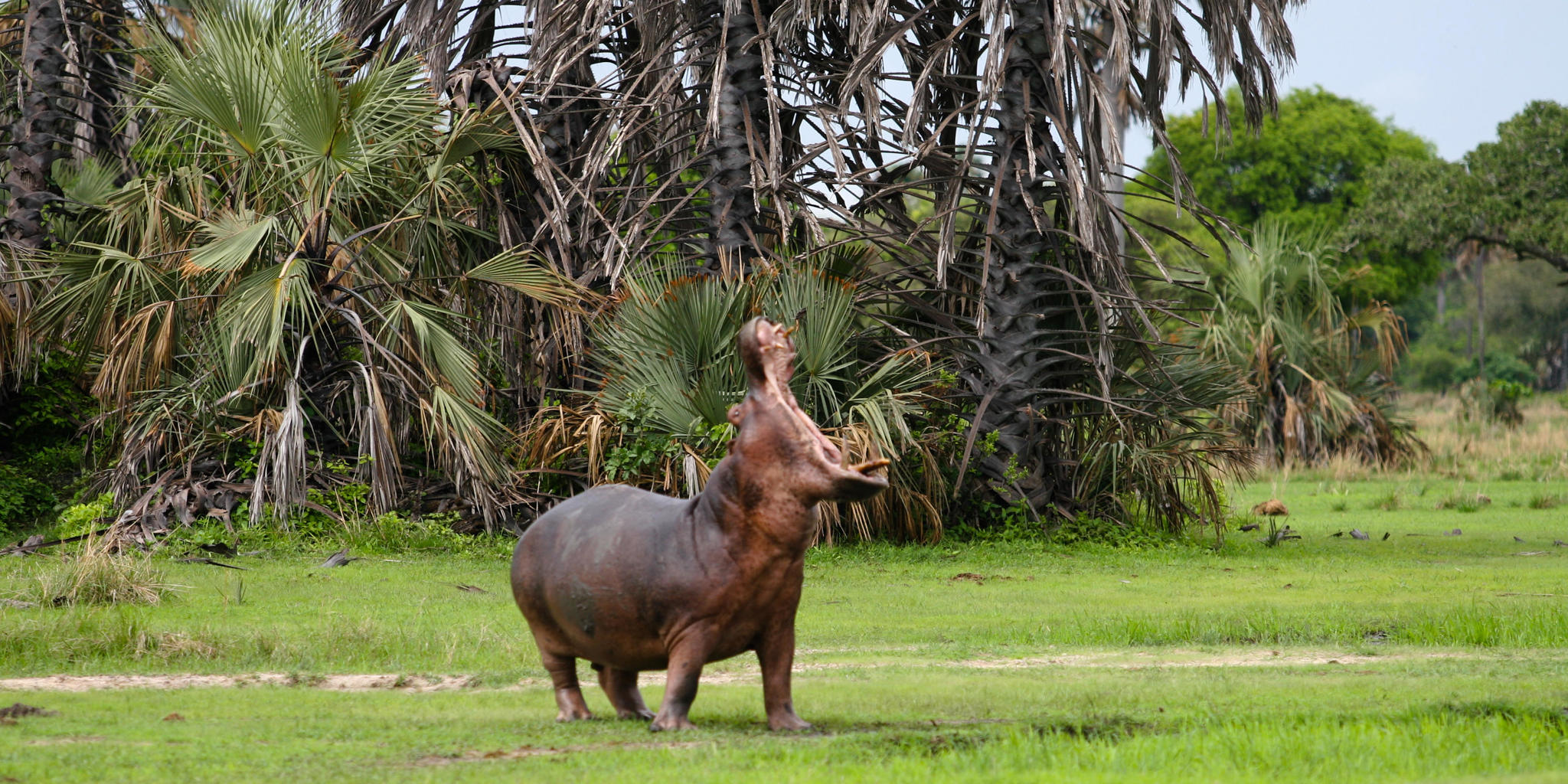 Katavi National Park