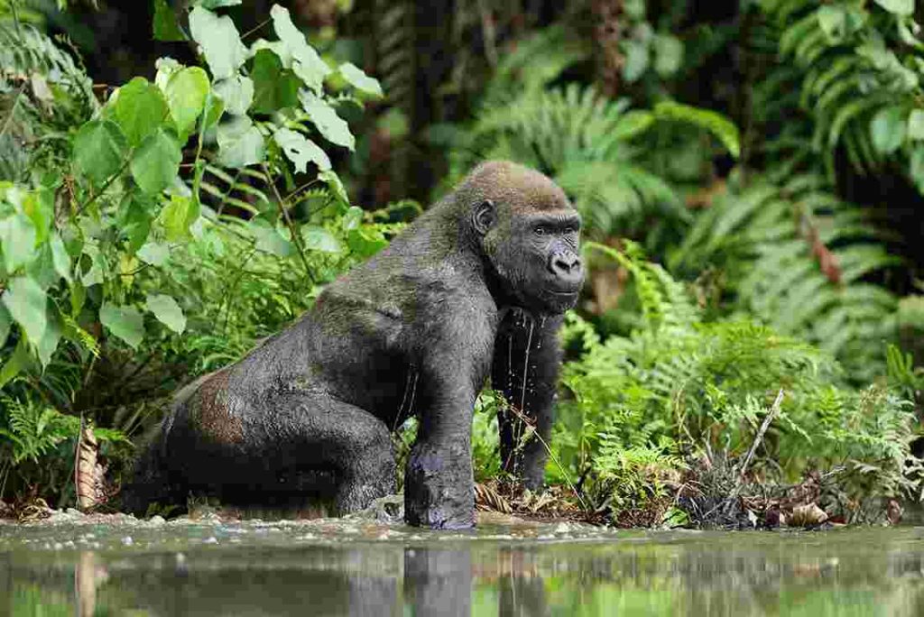 Travelers canceling gorilla trekking plans reviewing permit refund policies in Uganda wilderness.