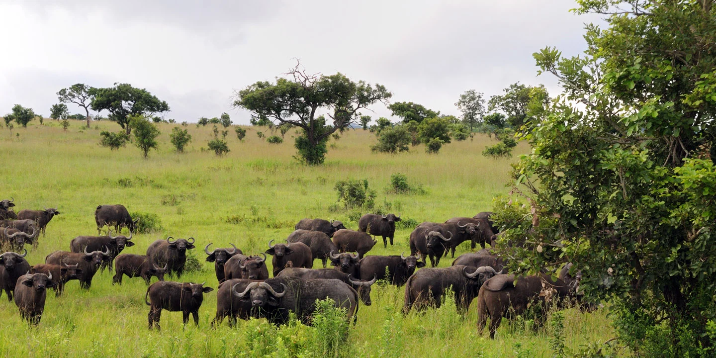 Mikumi National Park