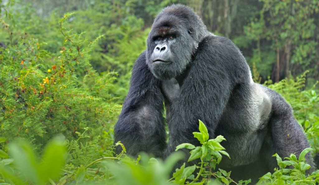How Far in Advance Should I Book a Gorilla Trekking Permit?