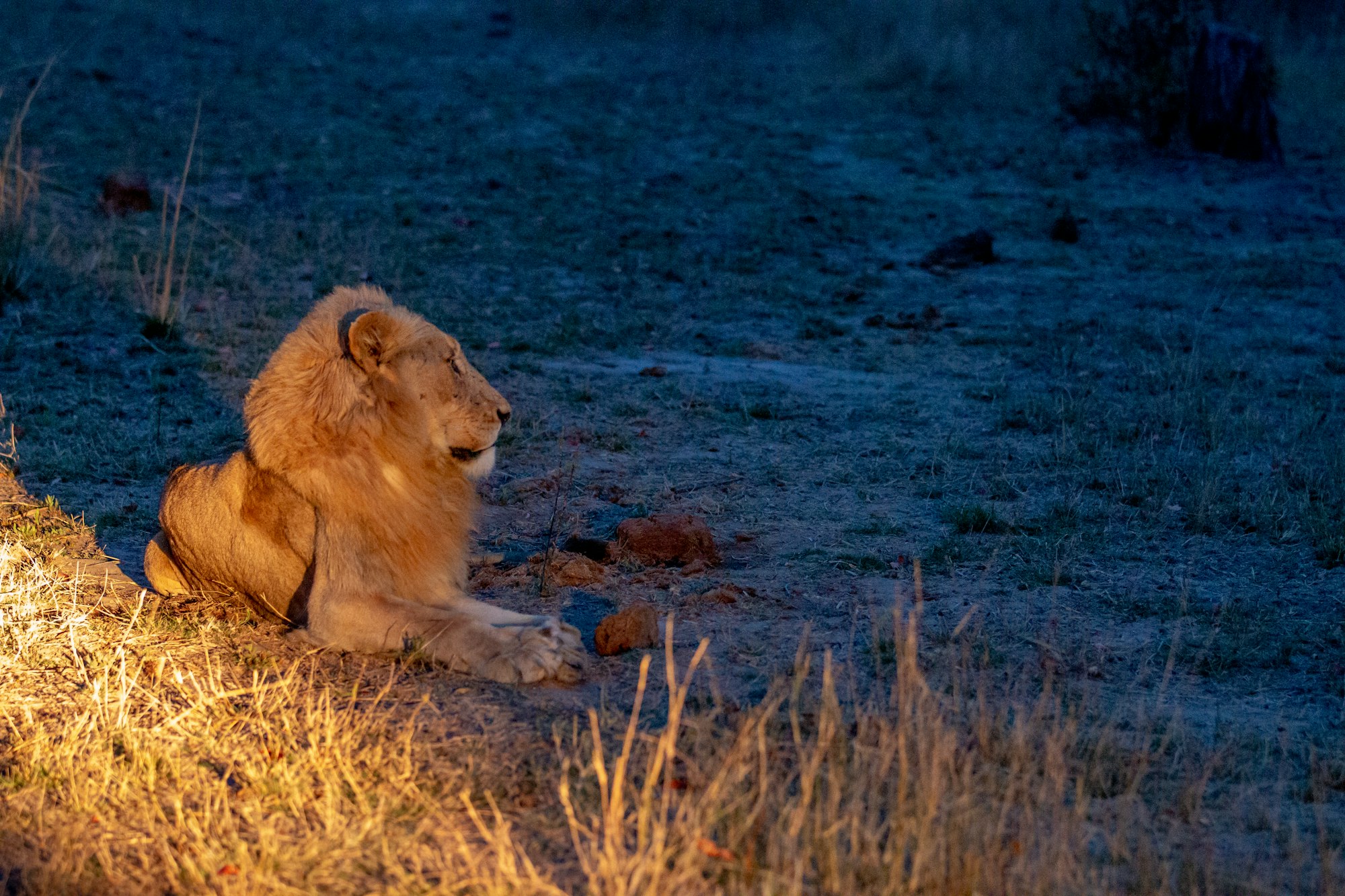 Uganda Night Game Drives