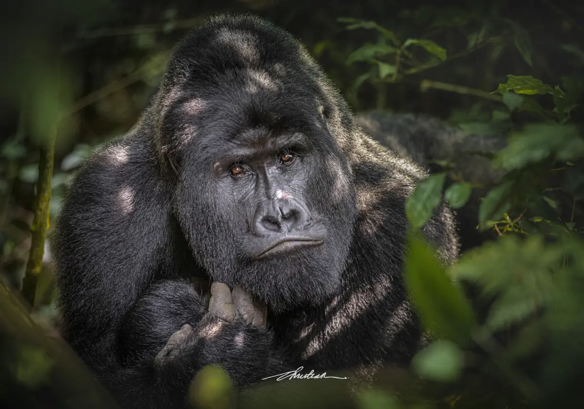 Bwindi vs Volcanoes National Park Rwanda