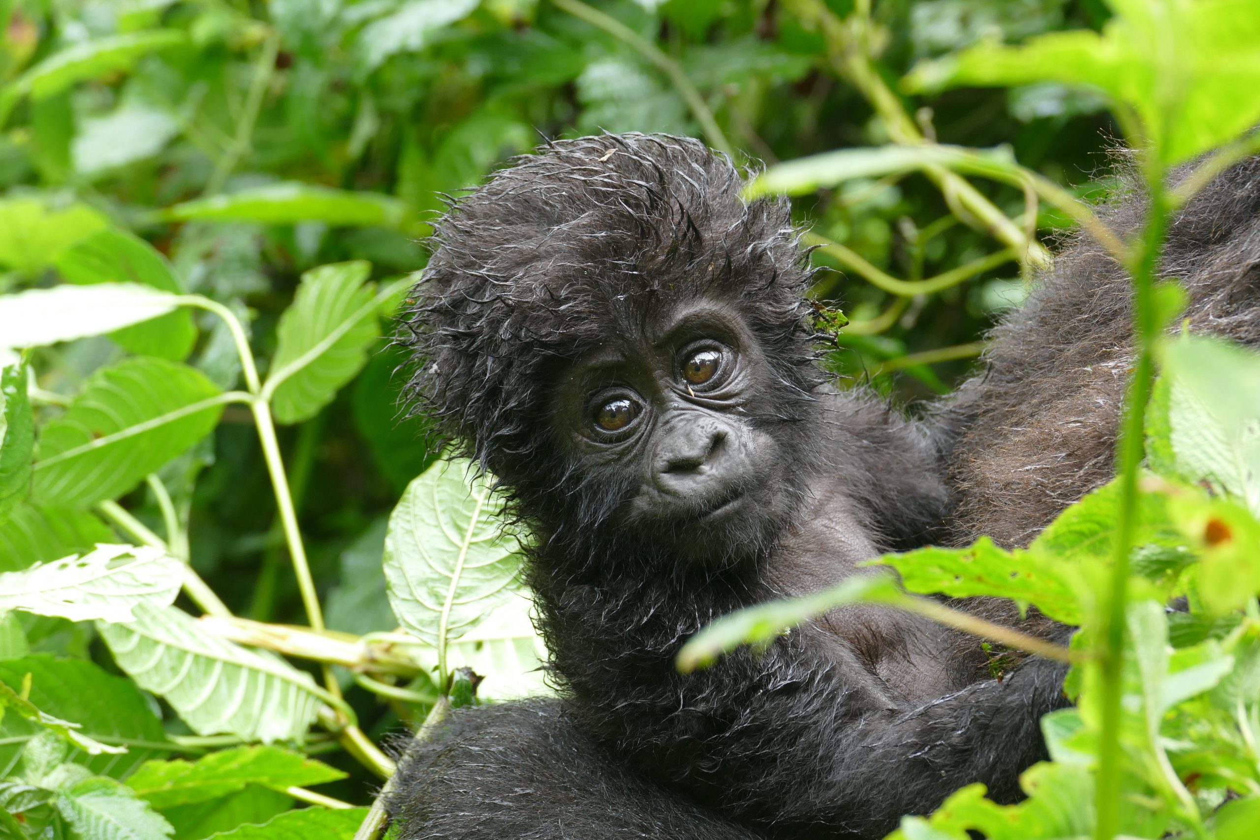 Uganda Gorilla Trekking in the Rain
