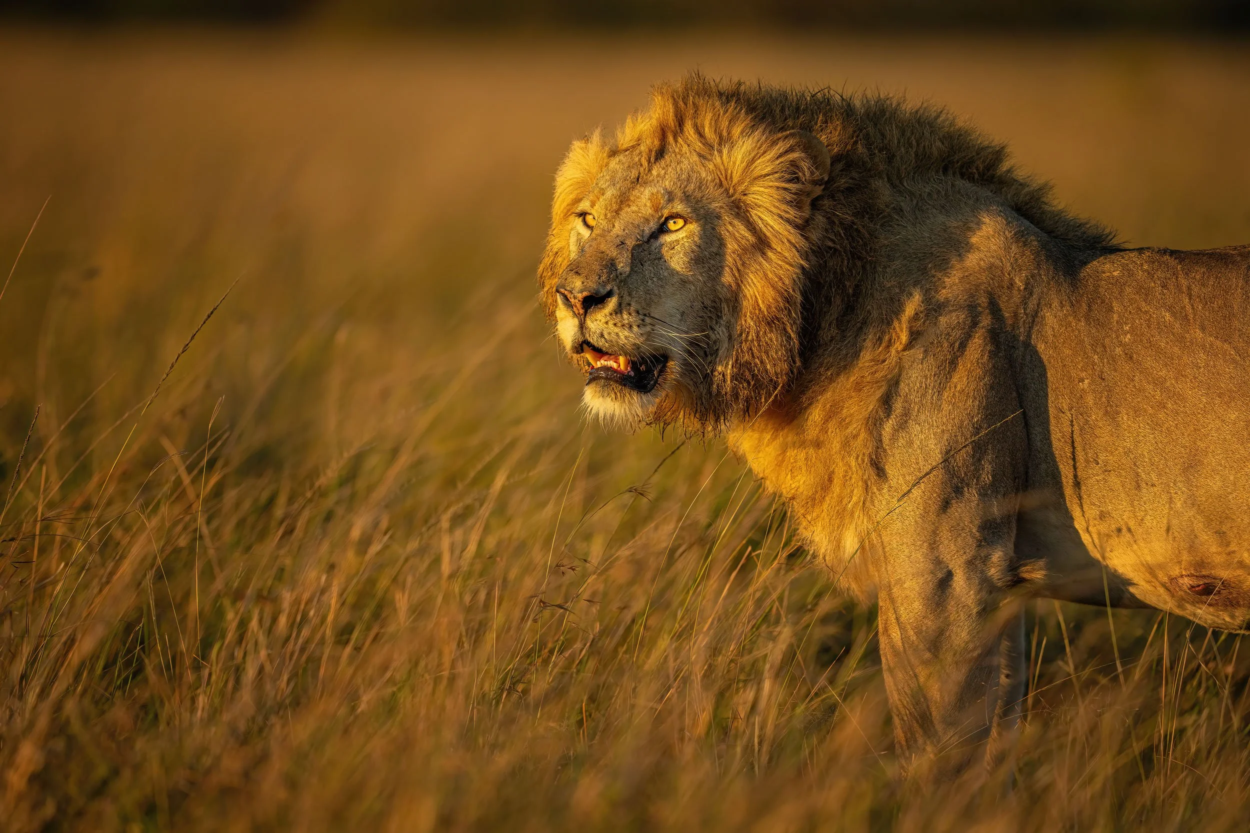 Tanzania Photography Safaris