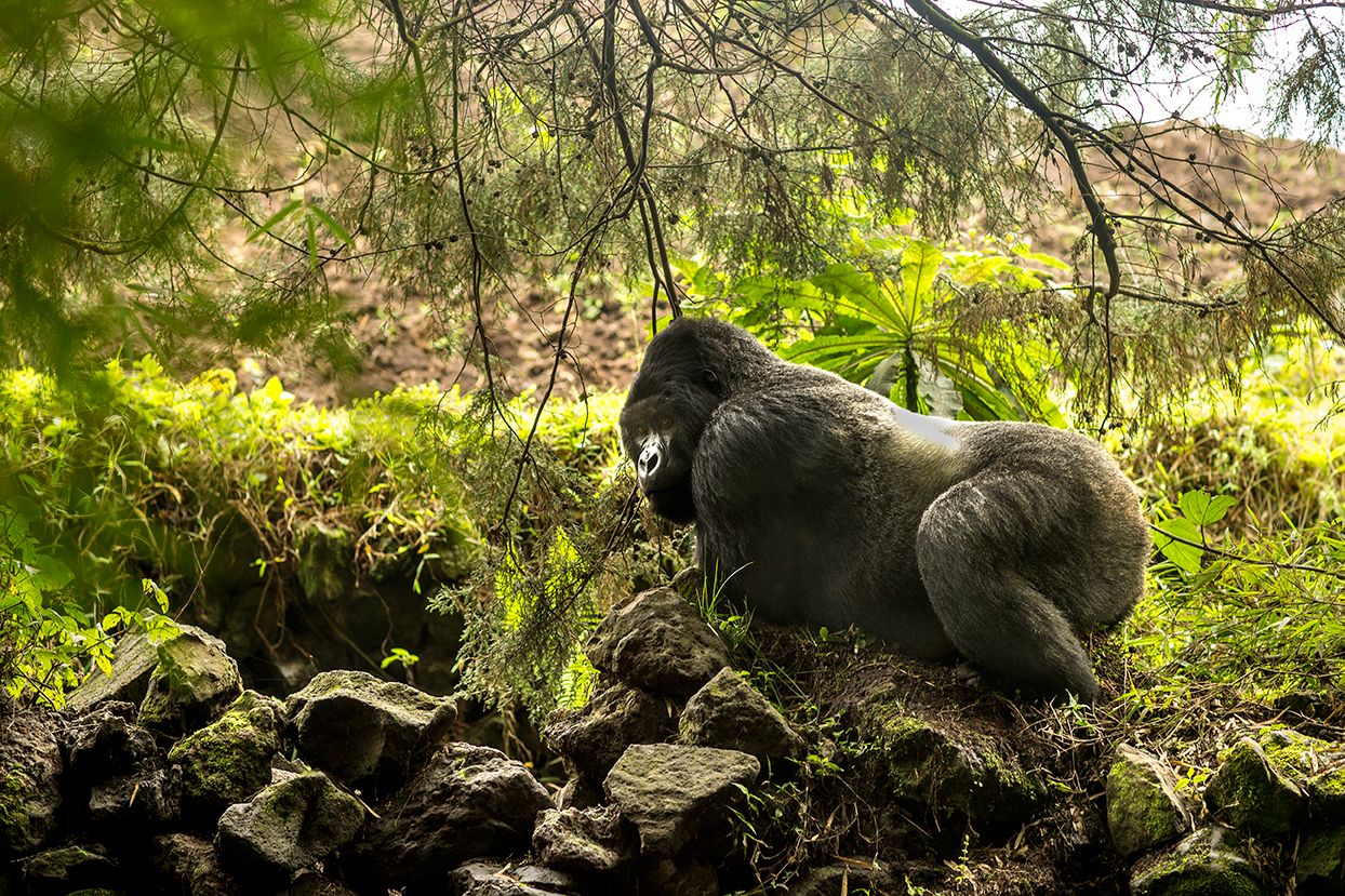 Bwindi vs Volcanoes National Park Rwanda