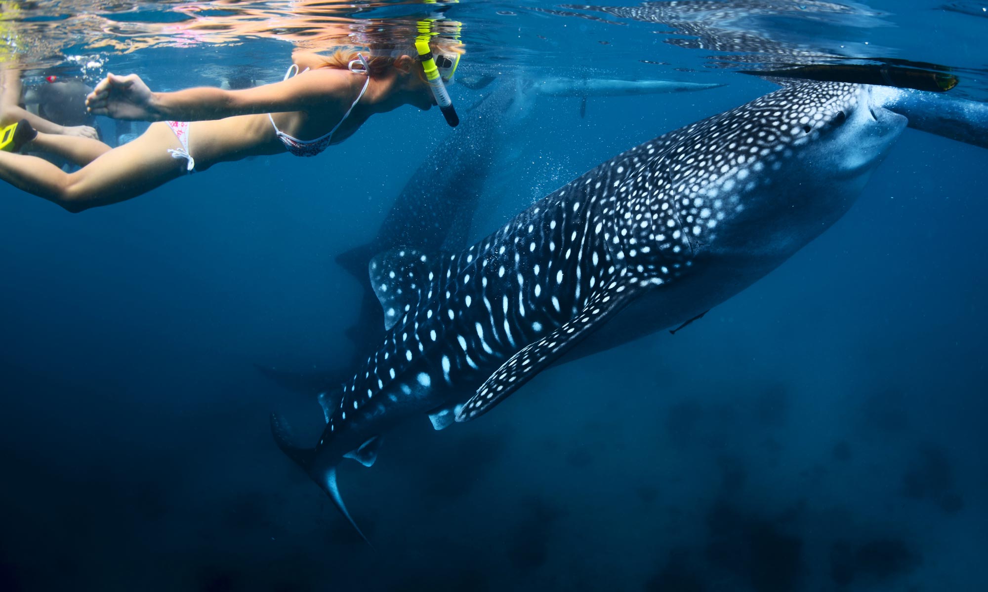 Whale Shark Snorkeling