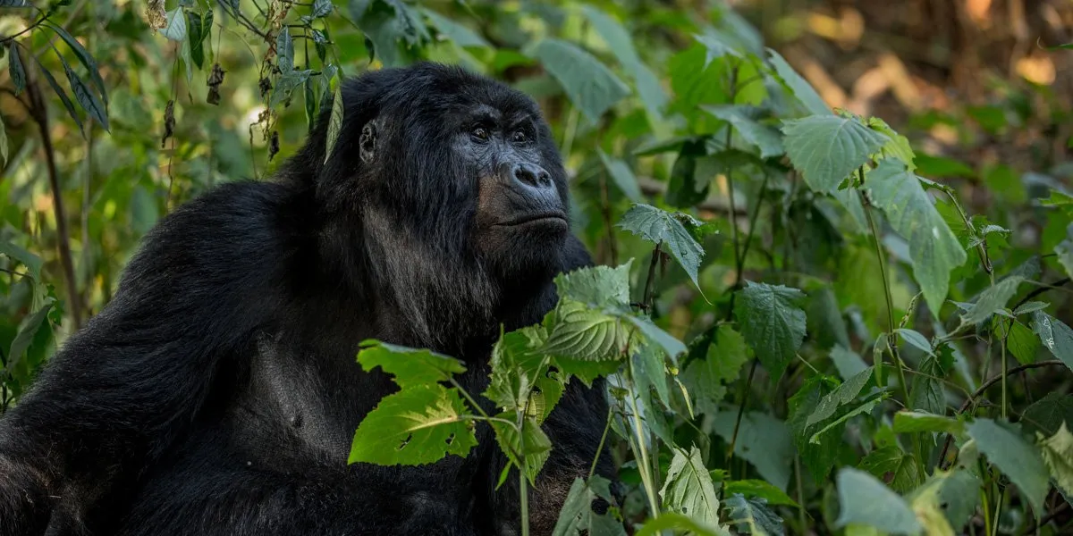 Gorilla trekking permit availability in Uganda and same-day booking possibilities explained clearly