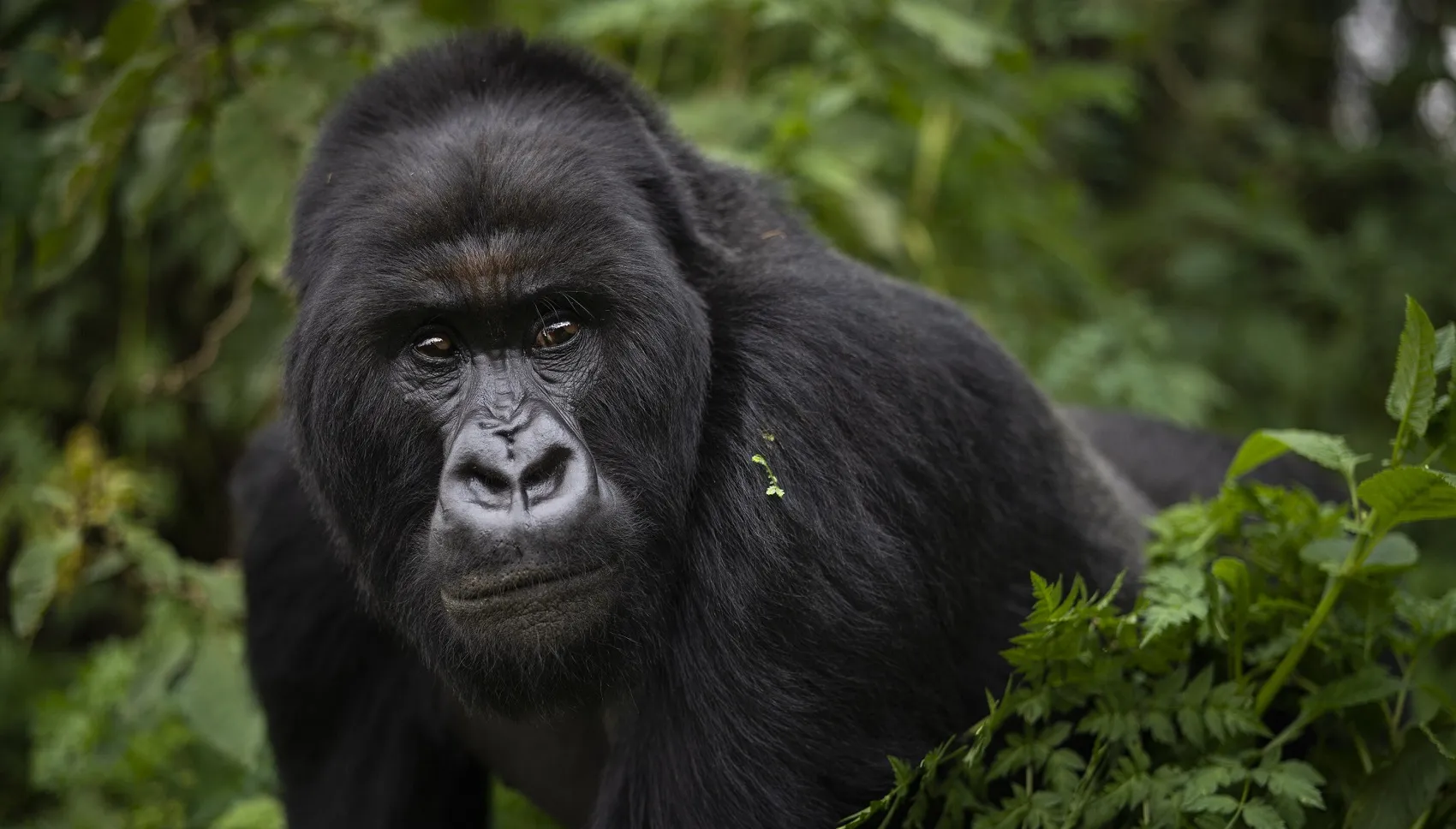 Senior hiker with walking stick on misty gorilla trekking trail.