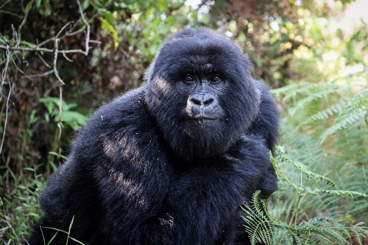 Young traveler preparing for gorilla trekking permit check at forest entrance gate.