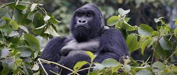Tourists trekking through Bwindi rainforest toward mountain gorillas during early morning adventure.