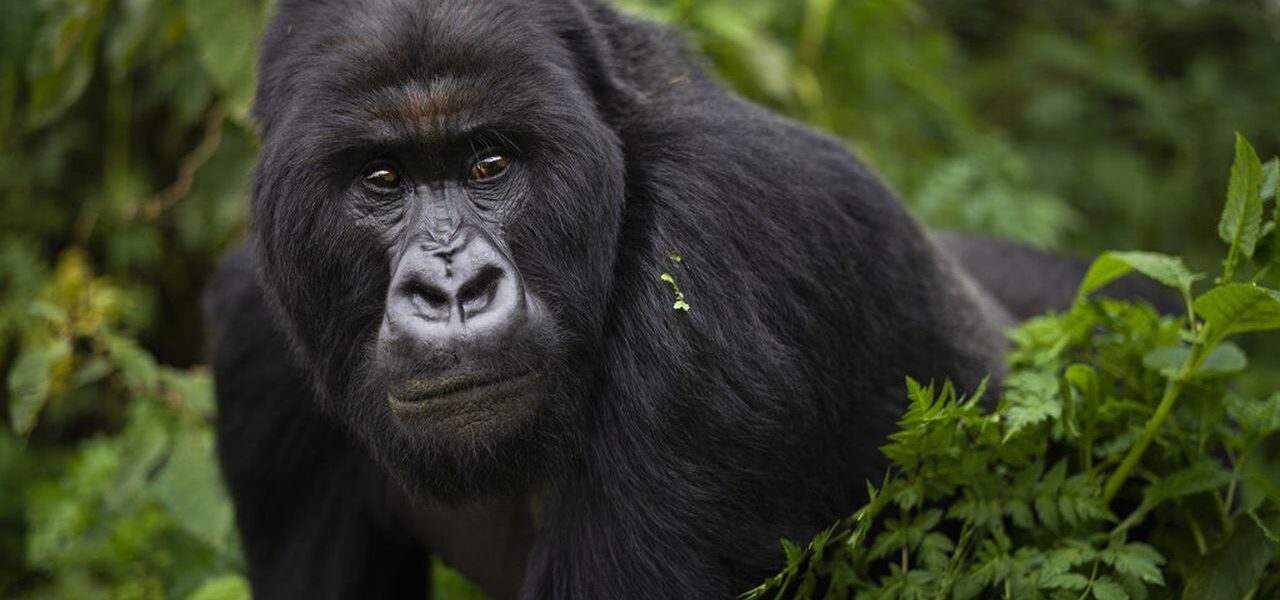 majestic gorilla staring at trekker in nkurungo regions
