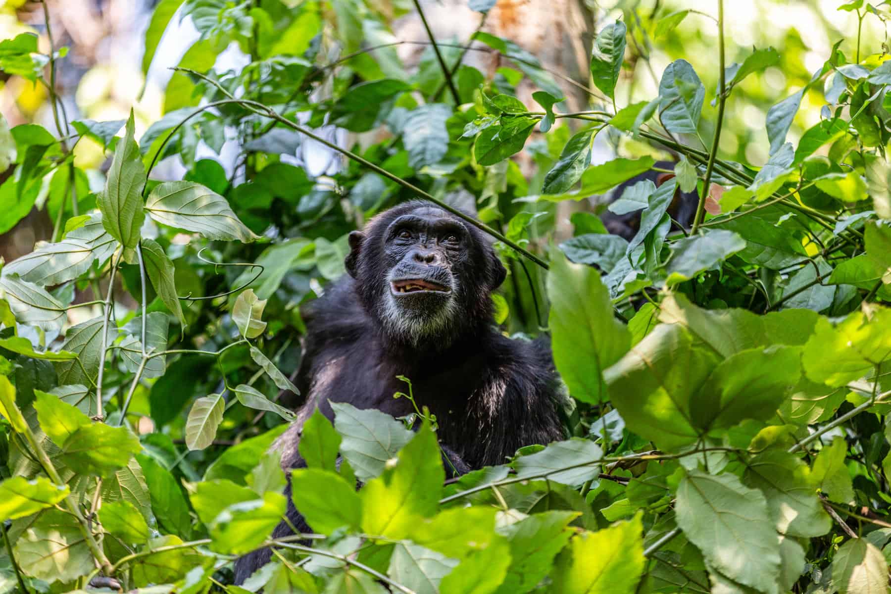 A silverback mountain gorilla sits calmly in green forest ferns.