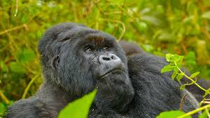 A hiker in misty jungle watching mountain gorillas without a drone.