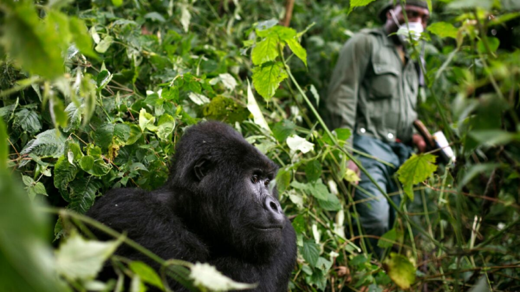 A silverback gorilla grunting softly during a misty forest trekking encounter. 