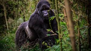 Mountain gorilla sitting in green forest, natural light, no flash photography.