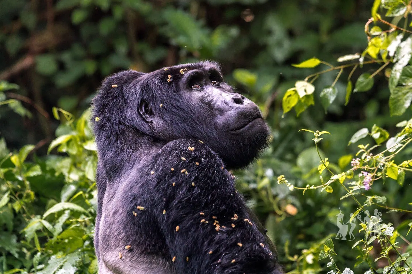Uganda Wildlife Authority gorilla permit booking process explained for travelers planning safari.
