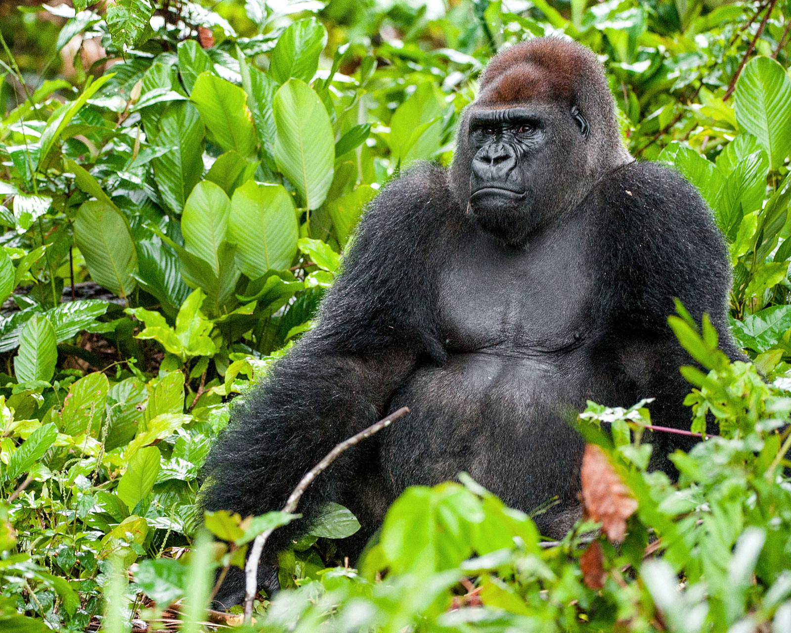 Gorilla trekking group navigating wet forest trail during heavy rainfall conditions safely