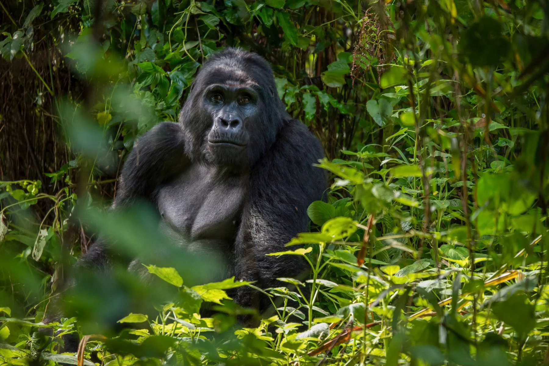 Traveler securing gorilla trekking permit independently without using tour operator assistance system.