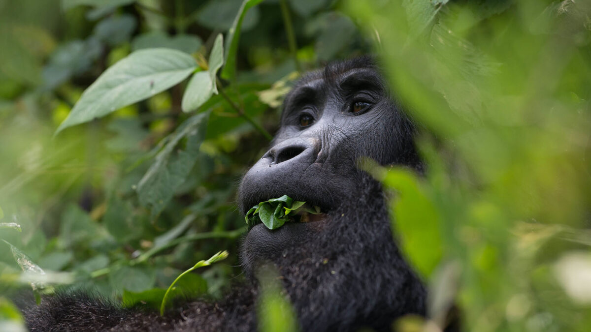 A porter helps a muddy trekker through dense rainforest on a gorilla trek.