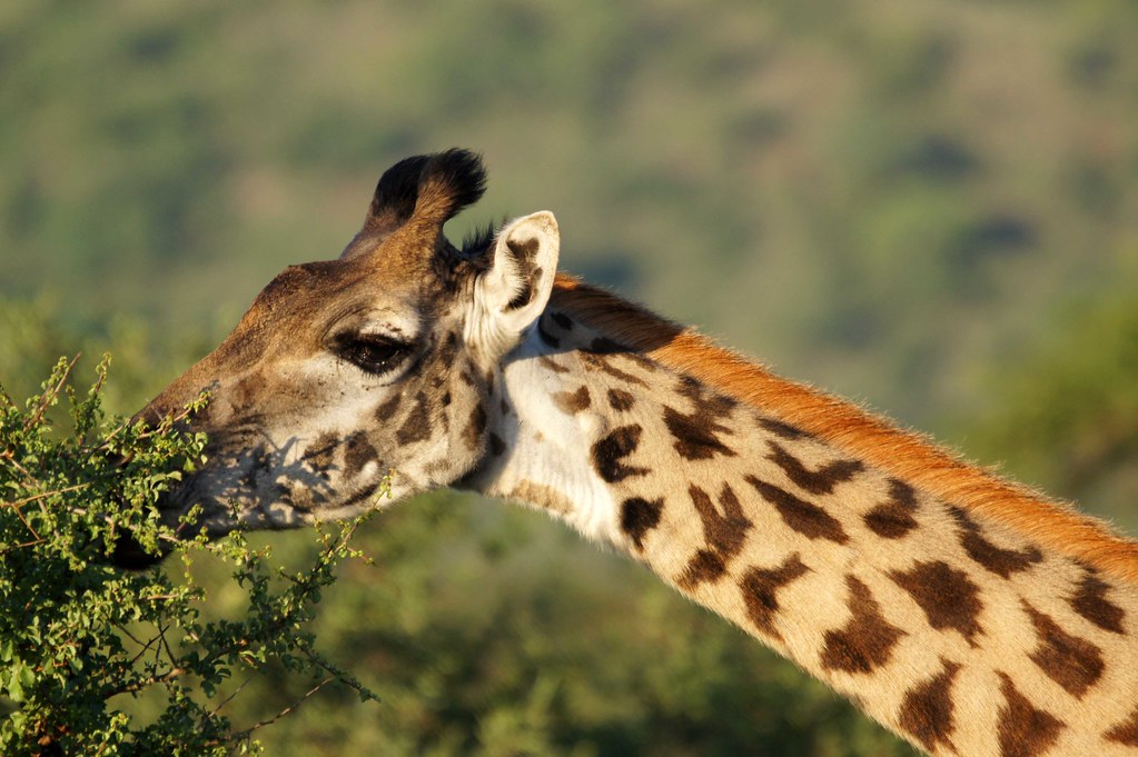 Kenya in July, August and September