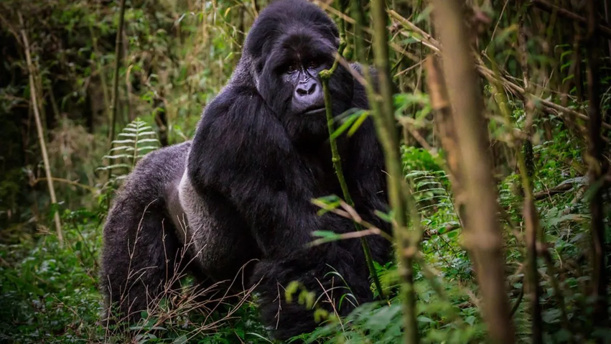 Person sitting in misty rainforest watching a mountain gorilla family.