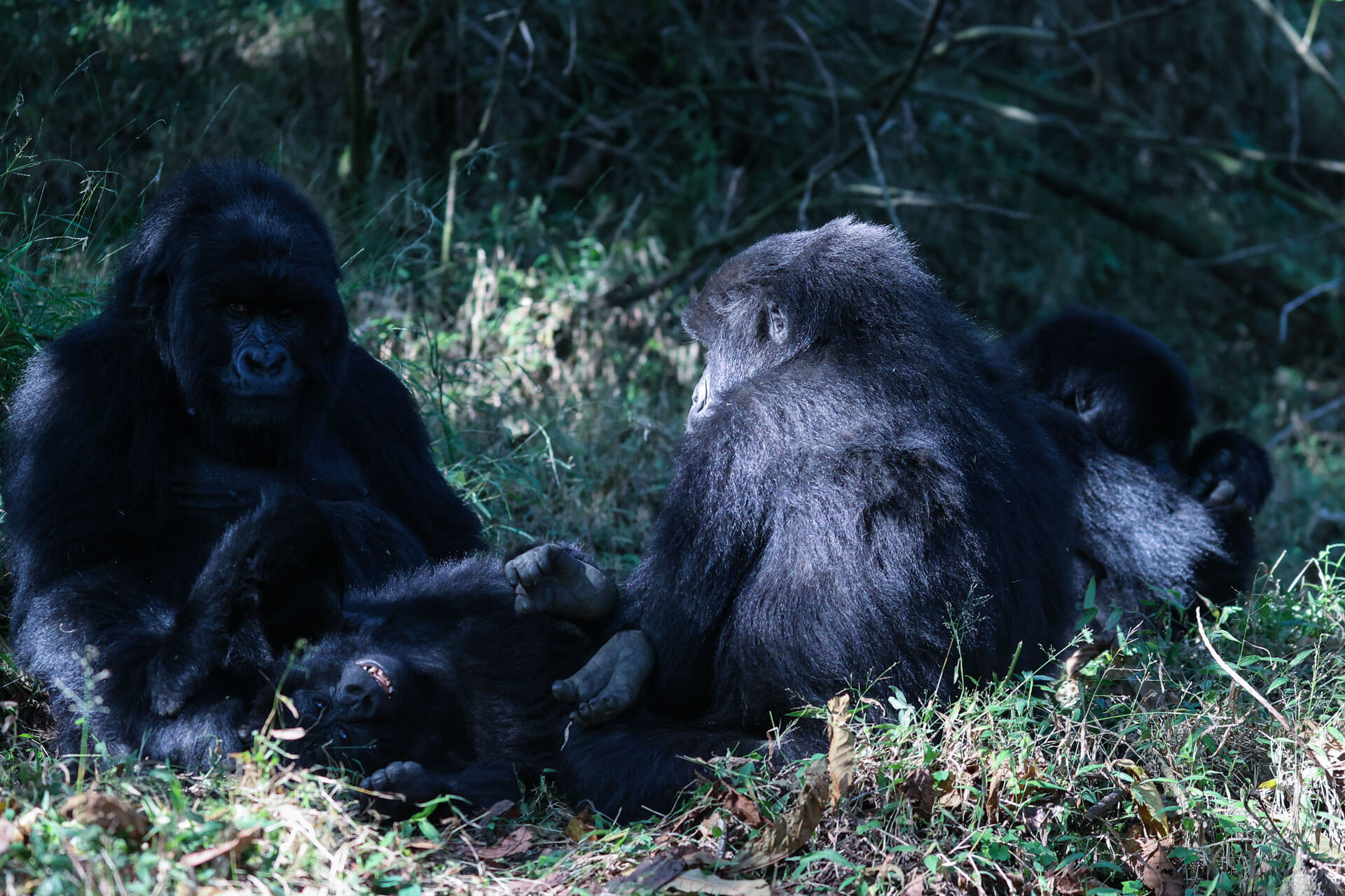 A silverback mountain gorilla sits calmly in dense green forest undergrowth.