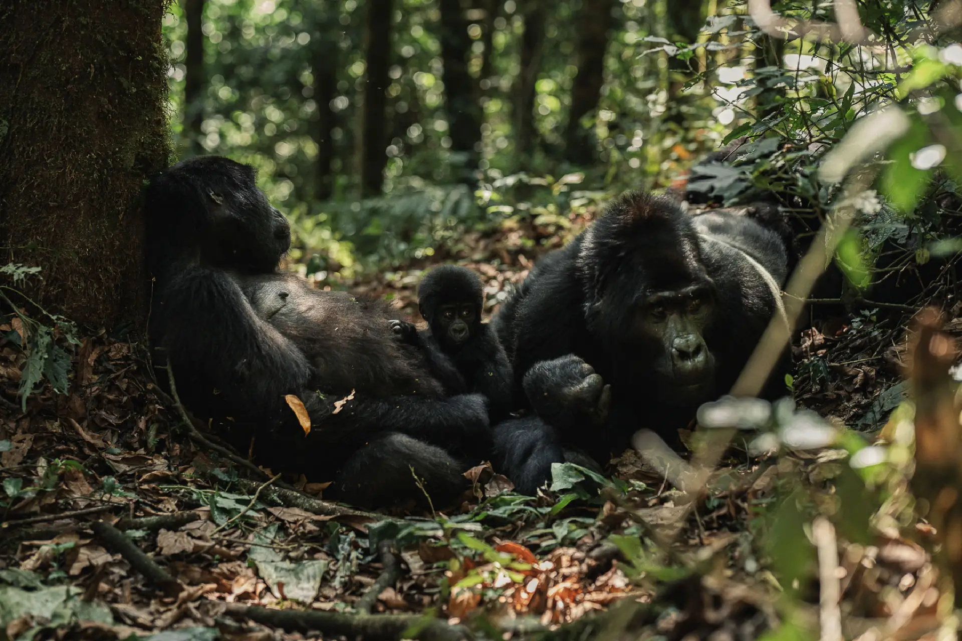 A silverback gorilla charges through misty jungle undergrowth toward a crouching tourist.